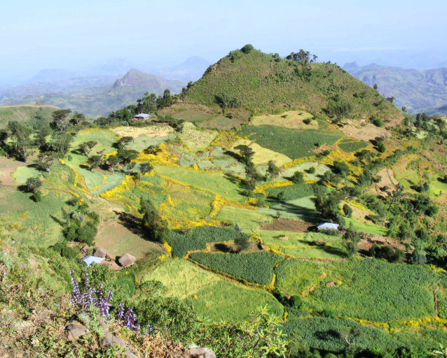 Эфиопия Иргачеффе
